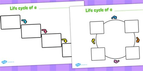 Editable Lifecycle Worksheets Teacher Made