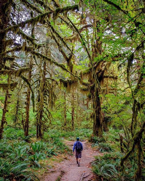 Into The Magical Forest Without Doubt The Hoh Rainforest In The