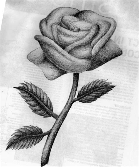 Rose Drawing 18 8618 The Wondrous Pics