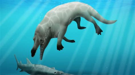 Fossil Of Four Legged Whale Phiomicetus Anubis Found In Egypt Nt News