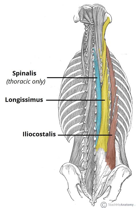 Back Muscles Diagram 27 Diagram Of Back Muscles Wiring Diagram List