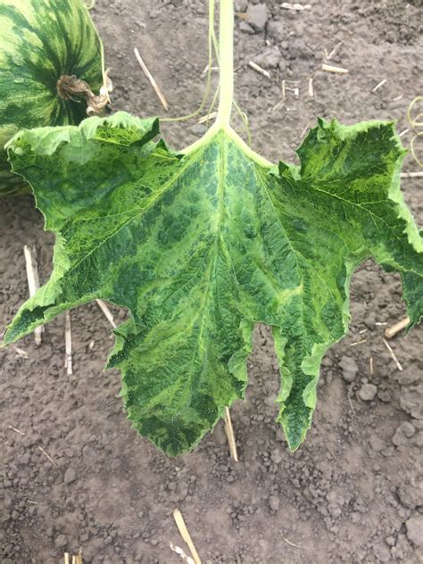 Virus causes floral pattern on leaves. Sunburn/Sunscald, Squash Diseases, and Spider Mites - IPM ...