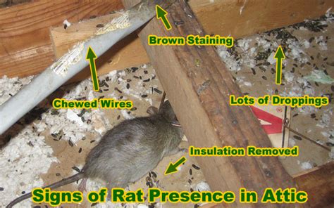 Best professional pest control products to use at home and office. Winter Is The Peak Season for Rodent Activity
