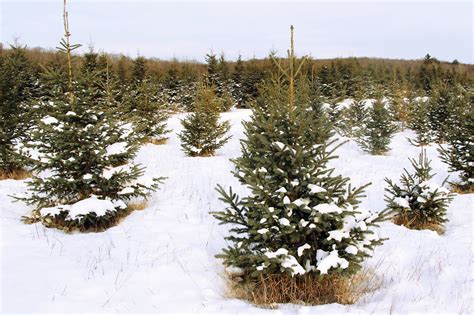 10 farms to cut down your own Christmas tree near Toronto