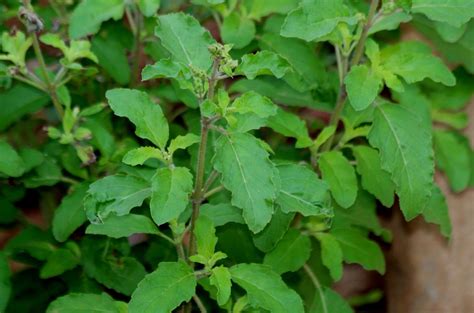 In most countries its use is similar substituting holy basil with any other basil will not give the same taste to the original dish. Cherishing India.....: Holy basil, the sacred Lamiaceae ...
