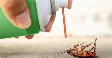 To achieve a better yield in crop production, the farmer must devise effective methods of pest control. The methods of cockroach control | Cure All Pest Control