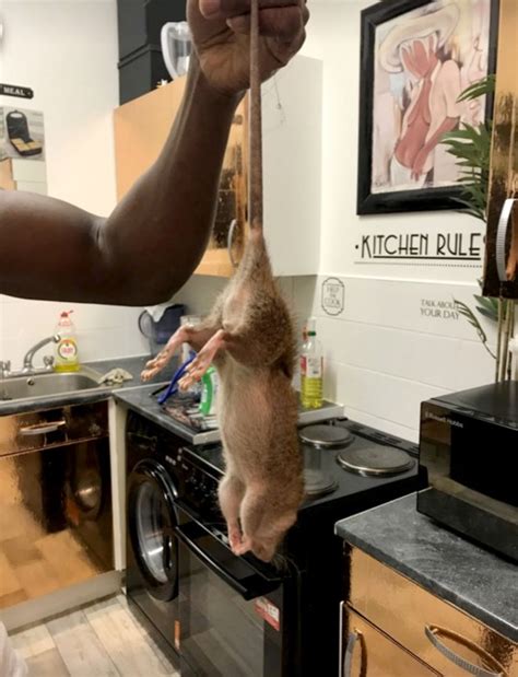 Monster Rats Have Invaded Peoples Homes After Restaurants Shut In