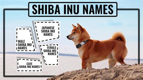 Shiba Inu Names 115 Stunning Names For Your Puppies Petmoo