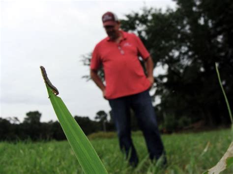 Buy and sell locally in pine bluff, ar. How to scout pastures for armyworms