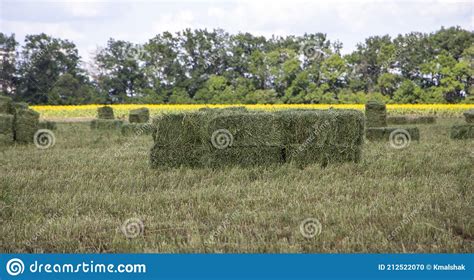 Rectangular Bales Of Alfalfa Hay Lie On The Field Stock Photo Image