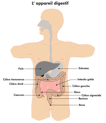 Cette zone correspond à l'hypocondre gauche, où siègent plusieurs organes. biologie maladie de crohn