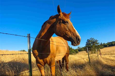 What Is The Best Kind Of Fence For A Horse Pasture