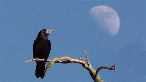 Rooks At The Tehidy Woods Rookery Rook Bird Corbeau Freux Youtube