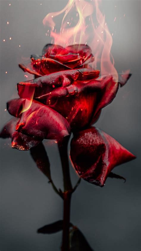 Burning Rose Fire Red Flower Red Flower Red Roses Burning Rose Red Rose Vintage Hd