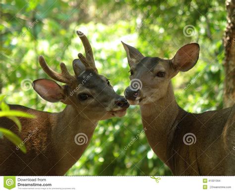 Buck And Doe Deer Stock Photo Image Of Nuzzling Buck