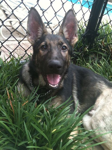 A sable german shepherd puppy can cost anywhere between $800 and $1500. Sable German shepherd puppy | Sable german shepherd puppies, Cute dogs and puppies, Sable german ...