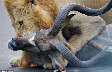 The Photographs Of A Pair Of Lions Killing An Antelope Amidst Cars