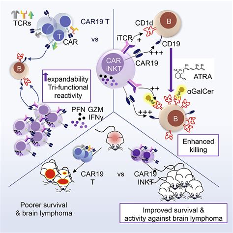 Enhanced Anti Lymphoma Activity Of Car19 Inkt Cells Underpinned By Dual