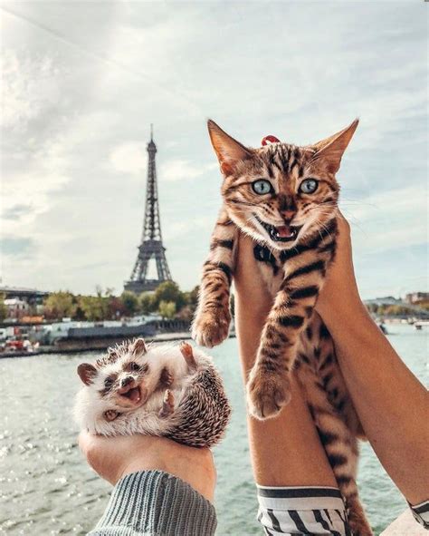 It is kinder to sedate a cat that is not use to traveling (if you are moving or going on a holiday) than not. Bonjour from a happy hedgehog and cat :D : aww in 2020 ...