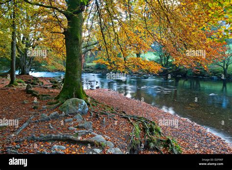 Autumn Along The Afon Llugwy Betws Y Coed Borough Of Conwy Snowdonia National Park North