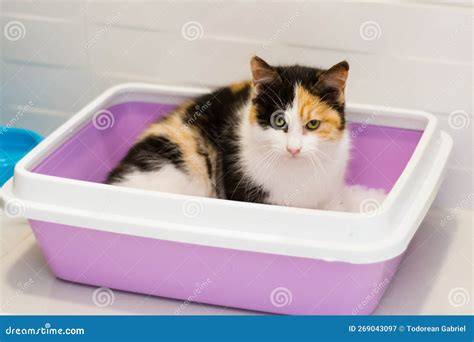 Portrait Of A Calico Cat At Home Calico Cats Are Domestic Cats With A