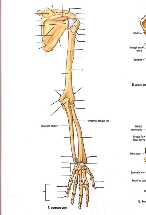Posterior Upper Limb Diagram Quizlet