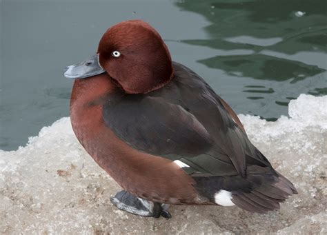 10 Rarest Duck Breeds With Pictures Optics Mag