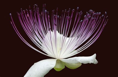 Scopri il significato e la simbologia che contiene. Fiore del cappero - aromatiche - Caratteristiche del fiore ...