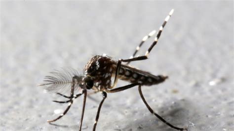Zika Virus Sexually Transmitted In Florida Officials Say Fox News
