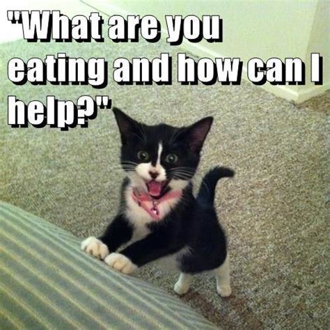 19 funny cat memes that will turn your whole day around. Cat Memes 2019 - 60 Cat Memes to Inspire You To Take A ...