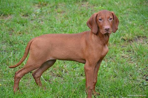 Find your new companion at nextdaypets.com. For sale Hungarian vizsla puppies !, Russia, Outside ...
