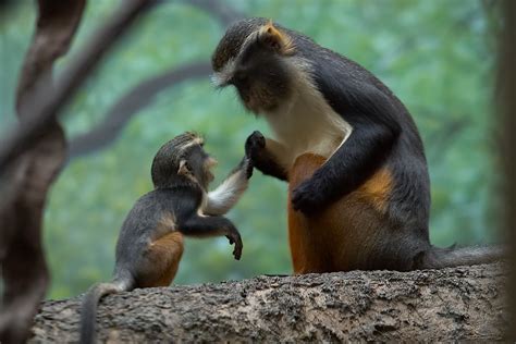 Photography Moments Animal Mother And Baby 1 Baby Animals Cute