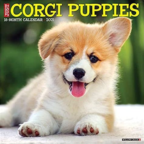 Any what keyboard/switch should i buy? questions should be posted in the sticky at top of the page. Just Corgi Puppies 2021 Wall Calendar | The Best Calendars ...