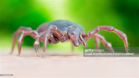 Illustration Of A Tick Crawling On Human Skin High Res Vector Graphic
