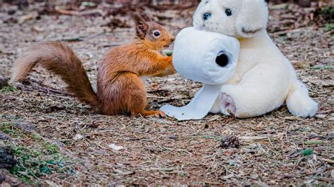 Photographer Takes Funny Snaps Of Squirrel Panic Buying Nuts Toilet Paper Fox News