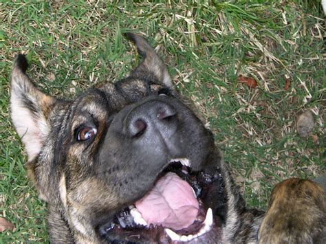 Pin De Pamela Wallace En Dog Smiles Perros Sonrientes Perros Felices