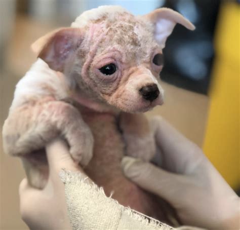 Tiny Bald Puppy Showed Up At A Shelter Only Wanting One Thing To Be