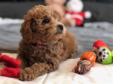 This is the price you can expect to budget for a double doodle with papers but without breeding rights nor show quality. Goldendoodles - Teacup Goldendoodle puppies - Precious ...