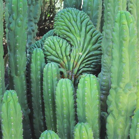 So the last few months i have been occasionally tripping on mescaline in the form of san pedro cactus how would you compare san pedro to preuvian torch? San Pedro Mescaline Kaktus Echinopsis Pachanoi (Mystic ...