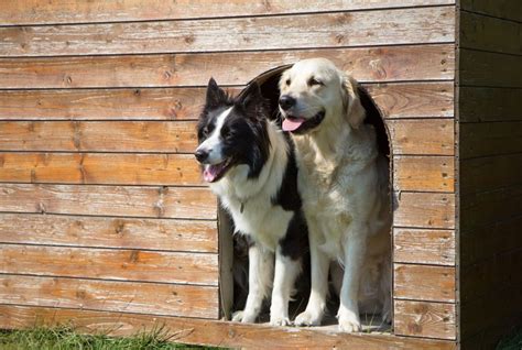 Buying A Air Conditioned Dog House For My Dog My Little And Large Pet