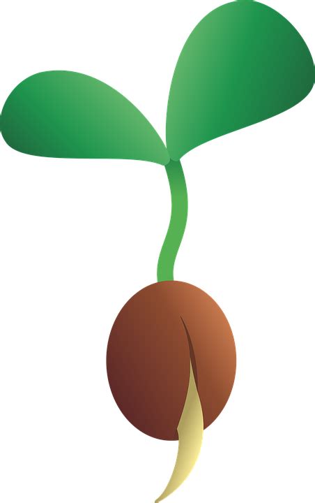 Growing Plant Png