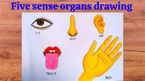 Five Sense Organs Drawing With Colour Ll How To Draw Sense Organs Ll