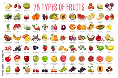 Fruits Icons A Huge Set Includes 78 Types Of Colorful Fruits With