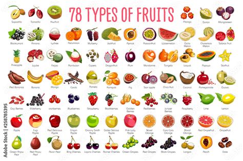 Fotomural Fruits Icons A Huge Set Includes 78 Types Of Colorful