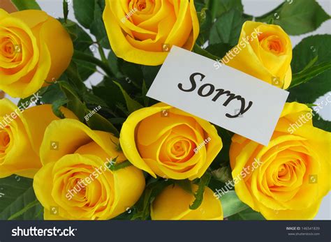 Sorry Card Yellow Roses Stock Photo 146541839 Shutterstock
