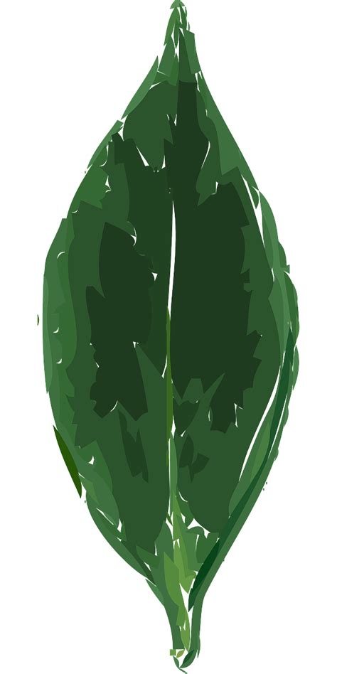 Daun daun kering png, transparent png. Gambar Buah Sirsak Kartun