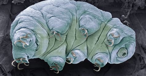 What Is A Tardigrade