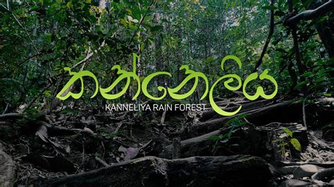Kanneliya Rain Forest In Sri Lanka Youtube