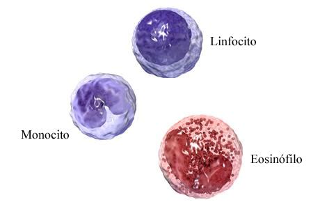 Bio Lente Leucocitos Glóbulos Blancos