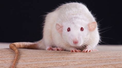Why Are The White Rats Extremely Important Pouted Online Lifestyle